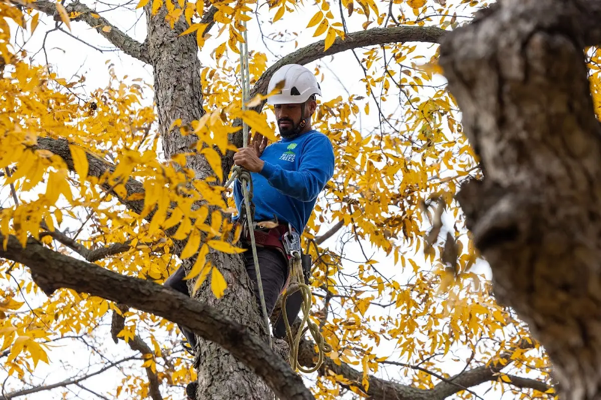 Skilled Storm Damage Cleanup crew working in Sparks